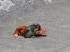 Viral ‘Punch' monkey incident: Two Americans arrested at Japanese zoo