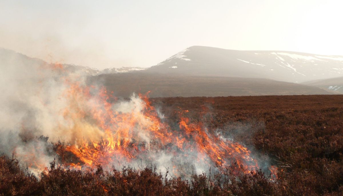 Air pollution crisis: Moorland burning risks lives of 2.3 million in UK 