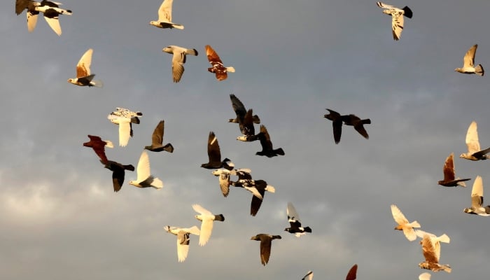 Pigeons fly in the sky in Sanliurfa, Turkey, December 10, 2016. — Reuters