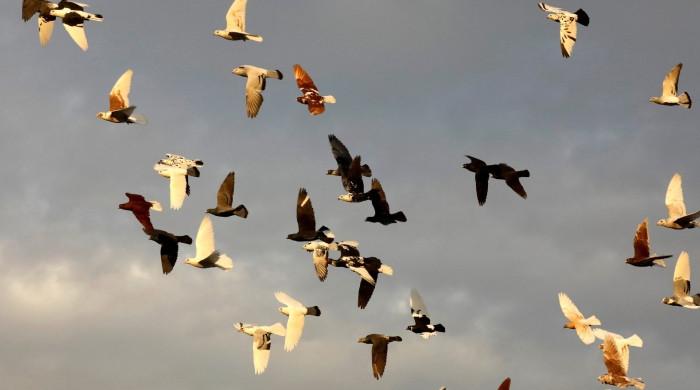 'Their story is our story': Pigeons and humans, 3,500 years together