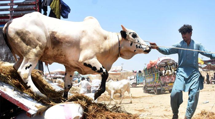 Islamabad rolls out Eid ul Adha traffic plan for cattle markets