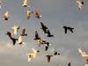'Their story is our story': Pigeons and humans, 3,500 years together