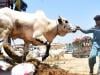 Islamabad rolls out Eid ul Adha traffic plan for cattle markets