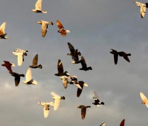 'Their story is our story': Pigeons and humans, 3,500 years together