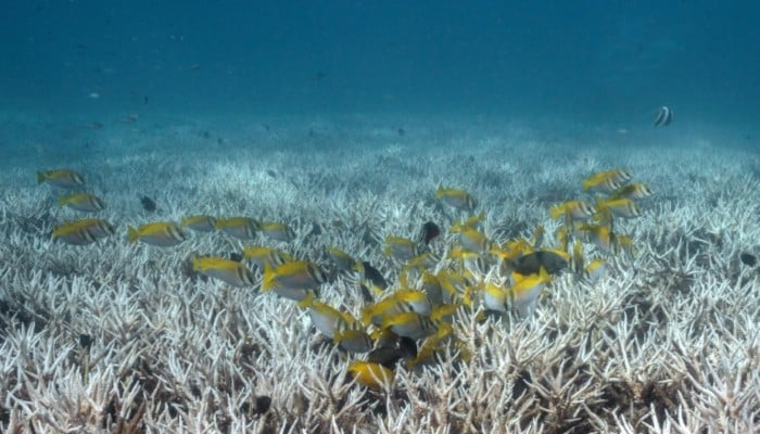 This underwater photo taken on June 14, 2024, shows fish swimming over bleached corals around Koh Tao island in the southern Thai province of Surat Thani. — AFP