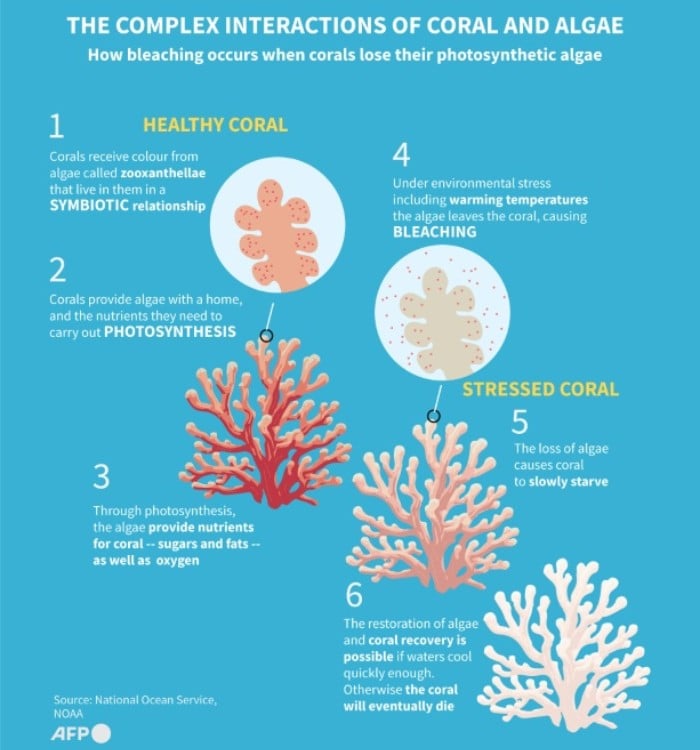 The complex interactions of coral and algae. — AFP