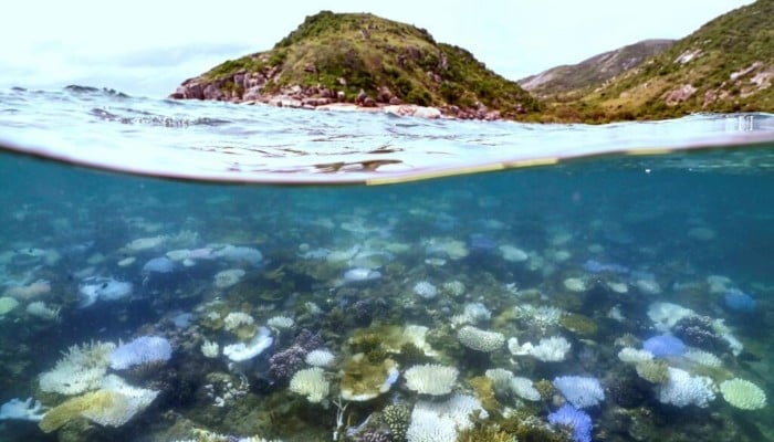 This underwater photo taken on April 5, 2024, shows bleached and dead coral around Lizard Island on the Great Barrier Reef, located 270 kilometres (167 miles) north of the city of Cairns. — AFP
