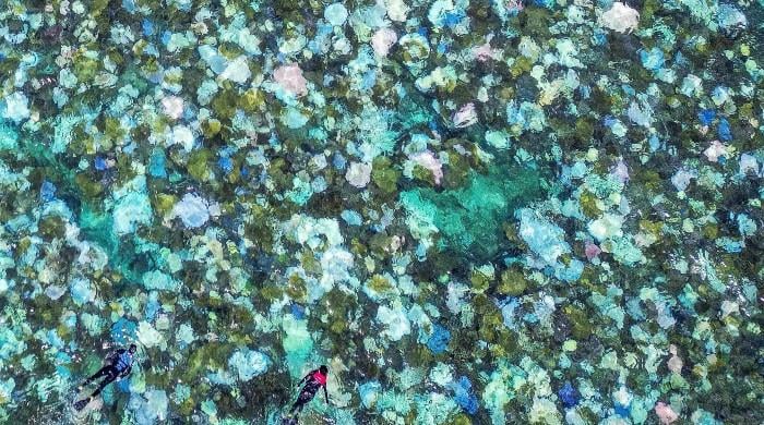 'Dread': coral scientists fear bleaching El Nino could bring