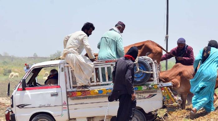Eid ul Adha: Sindh announces four-day holiday