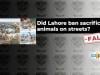 Fact-check: Lahore has not banned tying sacrificial animals on streets ahead of Eid