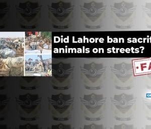 Fact-check: Lahore has not banned tying sacrificial animals on streets ahead of Eid