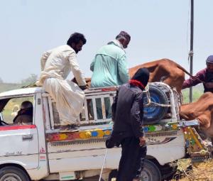 Eid ul Adha: Sindh announces four-day holiday