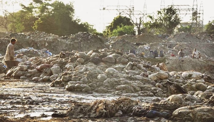 Heaps of offal and other organs of sacrificial animals lie near the railway tracks in this undated image in Karachi. — Online