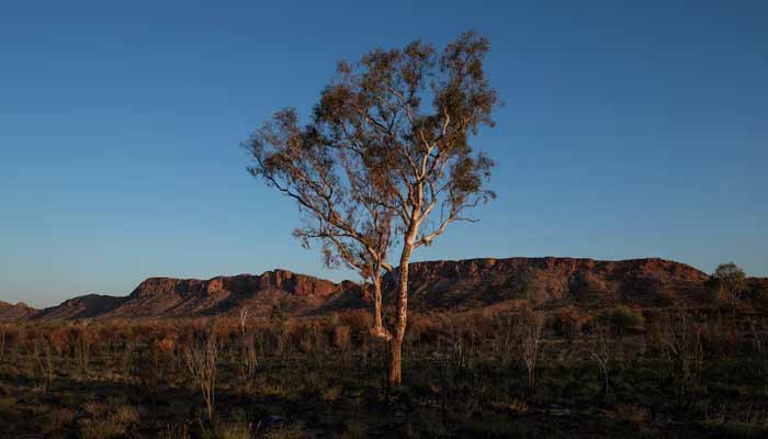 A eucalyptus tree stands amongst the West MacDonnell Ranges west of Alice Springs, Australia, September 15, 2023.— Reuters/File