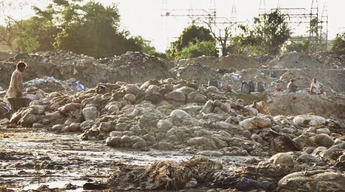 Punjab announces Rs50,000 fine for illegal offal disposal during Eid ul Adha