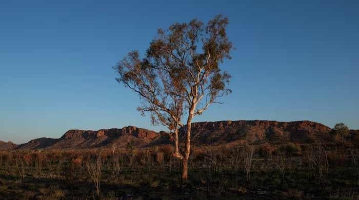 Climate change threatens global plant species as habitats shrink