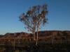 Climate change threatens global plant species as habitats shrink