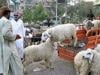 Sindh issues important update on Eid ul Adha 2026 holidays
