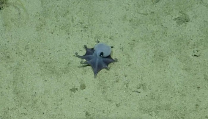 The new species, named Microeledone galapagensis, was discovered nearly 1,800 metres (5,900 feet) below the waters surface. — AFP