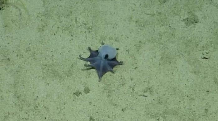 'He's tiny! It's blue!': Scientists find new deep-sea octopus