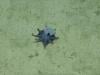 'He's tiny! It's blue!': Scientists find new deep-sea octopus