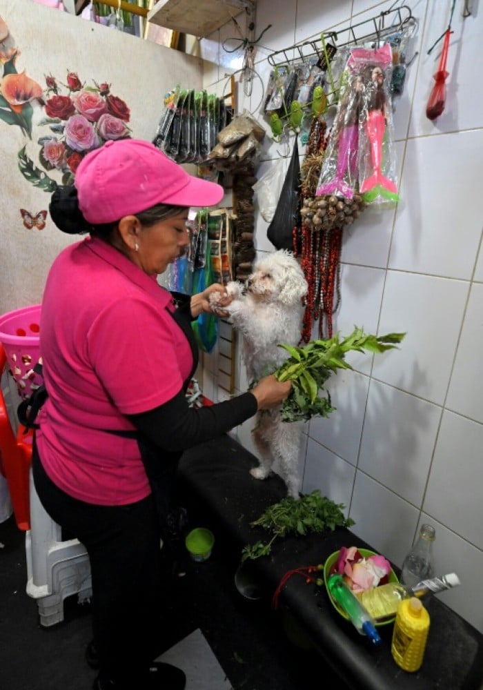 Ecuadorean curandera Amparo Lugmana performs an energy cleansing ritual on a dog at San Francisco market in Quito, Ecuador, where demand for pets chakras to be opened is growing. — AFP