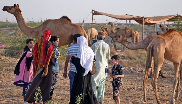 A family visits the cattle market to buy a sacrificial animal for the upcoming Eid ul Adha. — Online