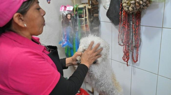 Cleaning the chakras of Ecuador's cats and dogs