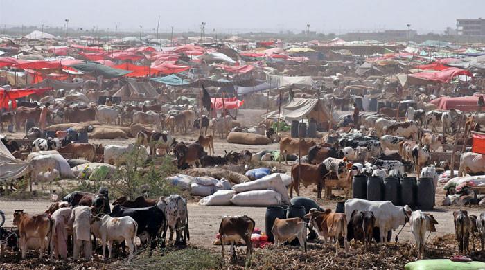 Karachi cattle market records 99% animal sales