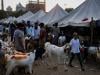 India bans cow, calf sacrifice, road blockades for Eid ul Adha prayer