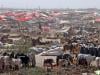 Karachi cattle market records 99% animal sales