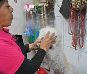Cleaning the chakras of Ecuador's cats and dogs