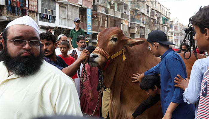 Residents gather and touch a sacrificial bull before its slaughter during the Eid ul Adha festival in Karachi, May 27, 2026. — Reuters