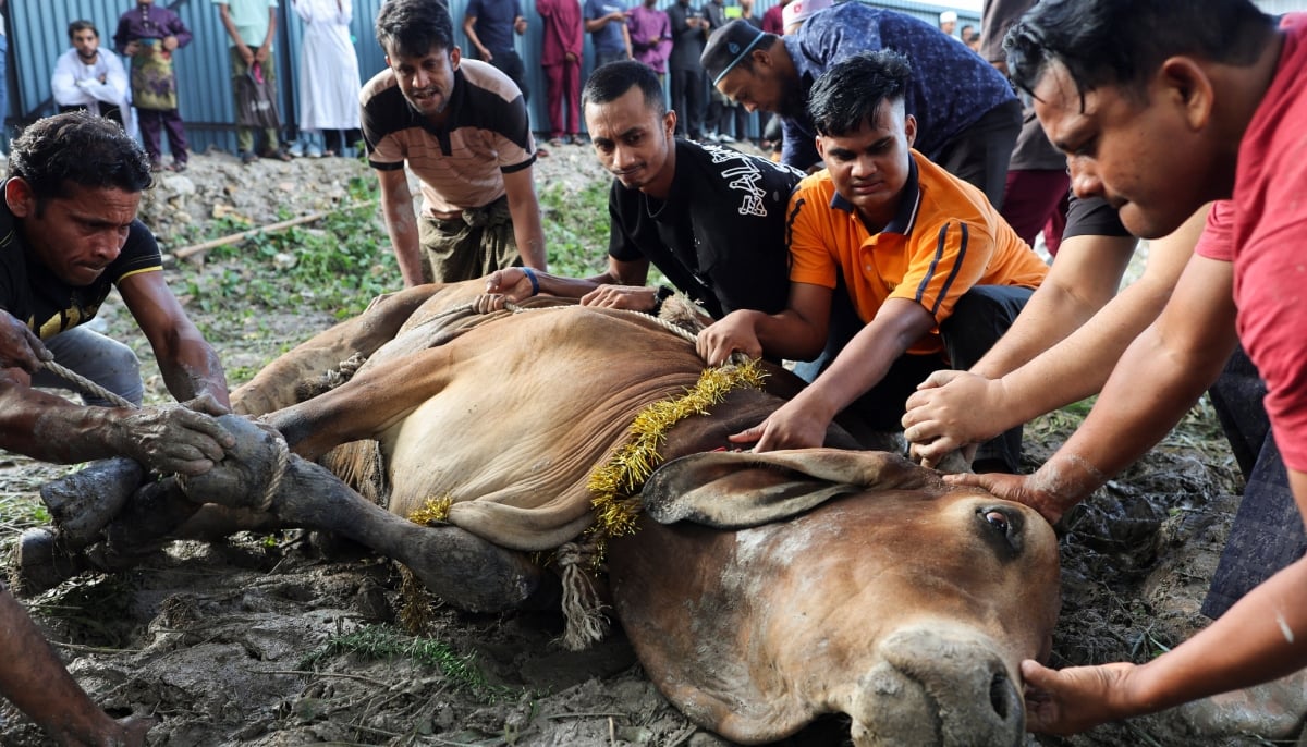 Muslim men tie up a sacrificial animal before it is slaughtered, during a ritual of Eid ul Adha celebrations, in Ampang, Malaysia, May 27, 2026. — Reuters