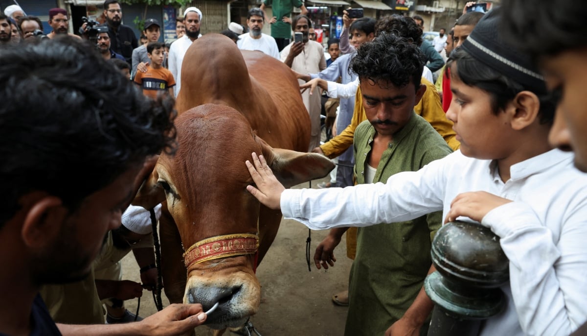 A boy touches a sacrificial bull before its slaughter during the Eid ul Adha festival in Karachi, May 27, 2026. — Reuters