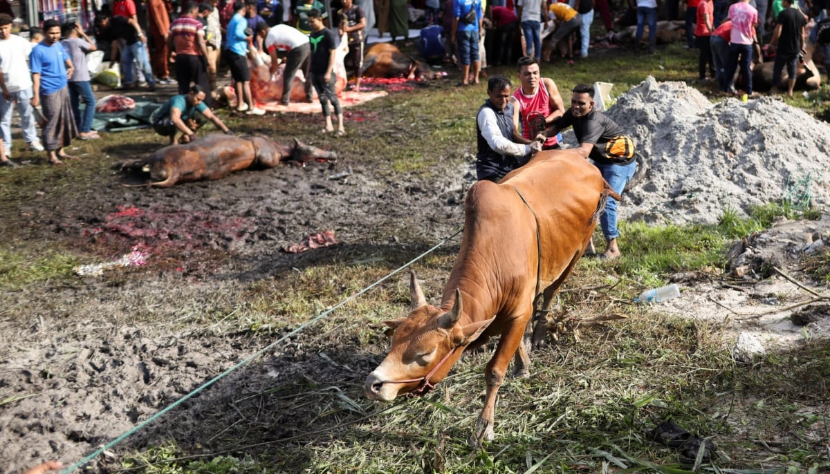 Muslim men tie up a sacrificial animal before it is slaughtered, during a ritual of Eid ul Adha celebrations, in Ampang, Malaysia, May 27, 2026. — Reuters