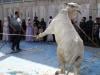 In pictures: From prayers to sacrifice, Muslims worldwide mark Eid ul Adha