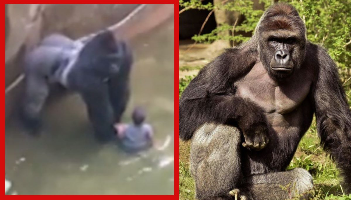 White House marks Harambe's 10th anniversary, calling him 'an entire generation's timeline'
