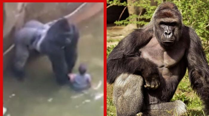 White House marks Harambe's 10th anniversary, calling him 'an entire generation's timeline'