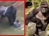 White House marks Harambe's 10th anniversary, calling him 'an entire generation's timeline'