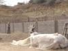 'Encroachment' near Karachi's Hill Park raises fresh questions