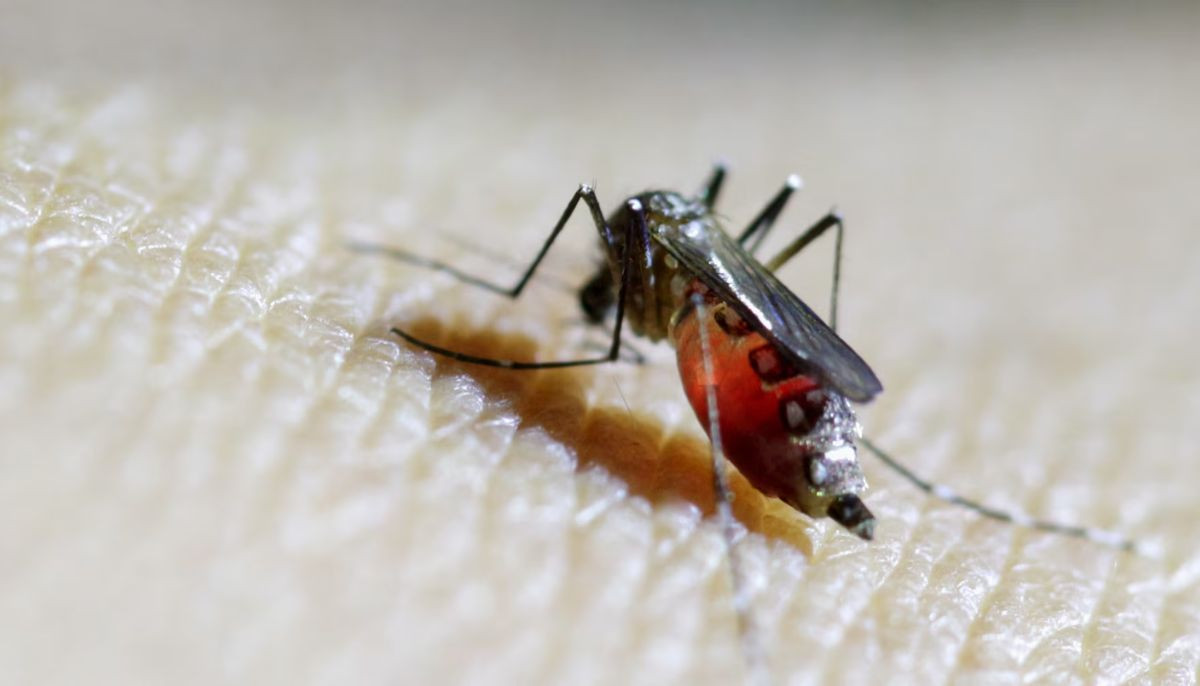 Google to release 32 million mosquitoes in Florida. Here's why