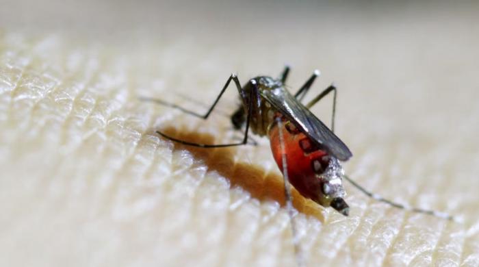 Google to release 32 million mosquitoes in Florida. Here's why