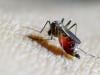 Google to release 32 million mosquitoes in Florida. Here's why