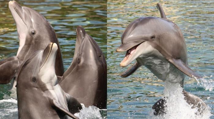 Beloved dolphin ‘Dottie' dies at 39 after groundbreaking kidney surgery 