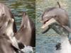 Beloved dolphin ‘Dottie' dies at 39 after groundbreaking kidney surgery 