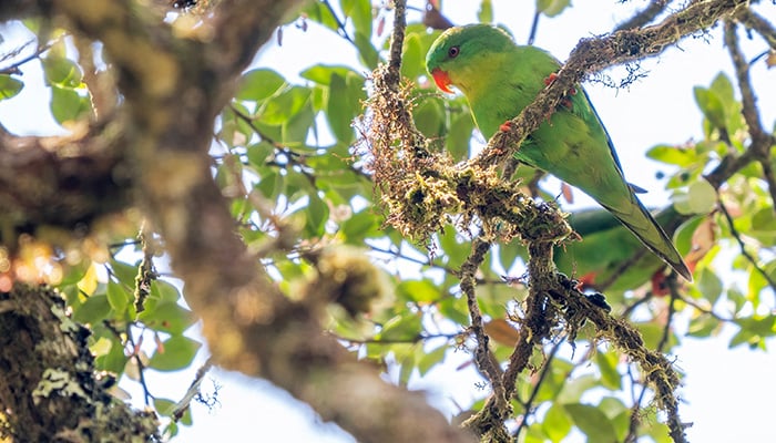 The Blue-fronted Lorikeet in the highlands of Mount Kapalatmada in Buru, Indonesia, in this photograph taken in April 2026 and released on June 3, 2026. — Reuters