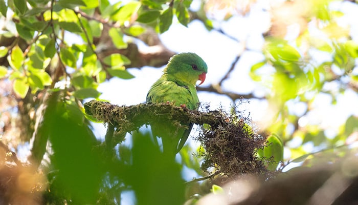 The Blue-fronted Lorikeet in the highlands of Mount Kapalatmada in Buru, Indonesia, in this photograph taken in April 2026 and released on June 1, 2026. — Reuters