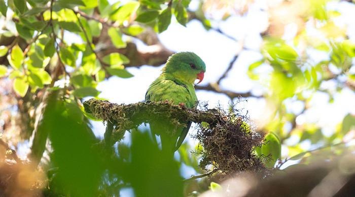 Indonesian parrot, seen once in a century, reappears in mountain forest
