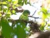 Indonesian parrot, seen once in a century, reappears in mountain forest